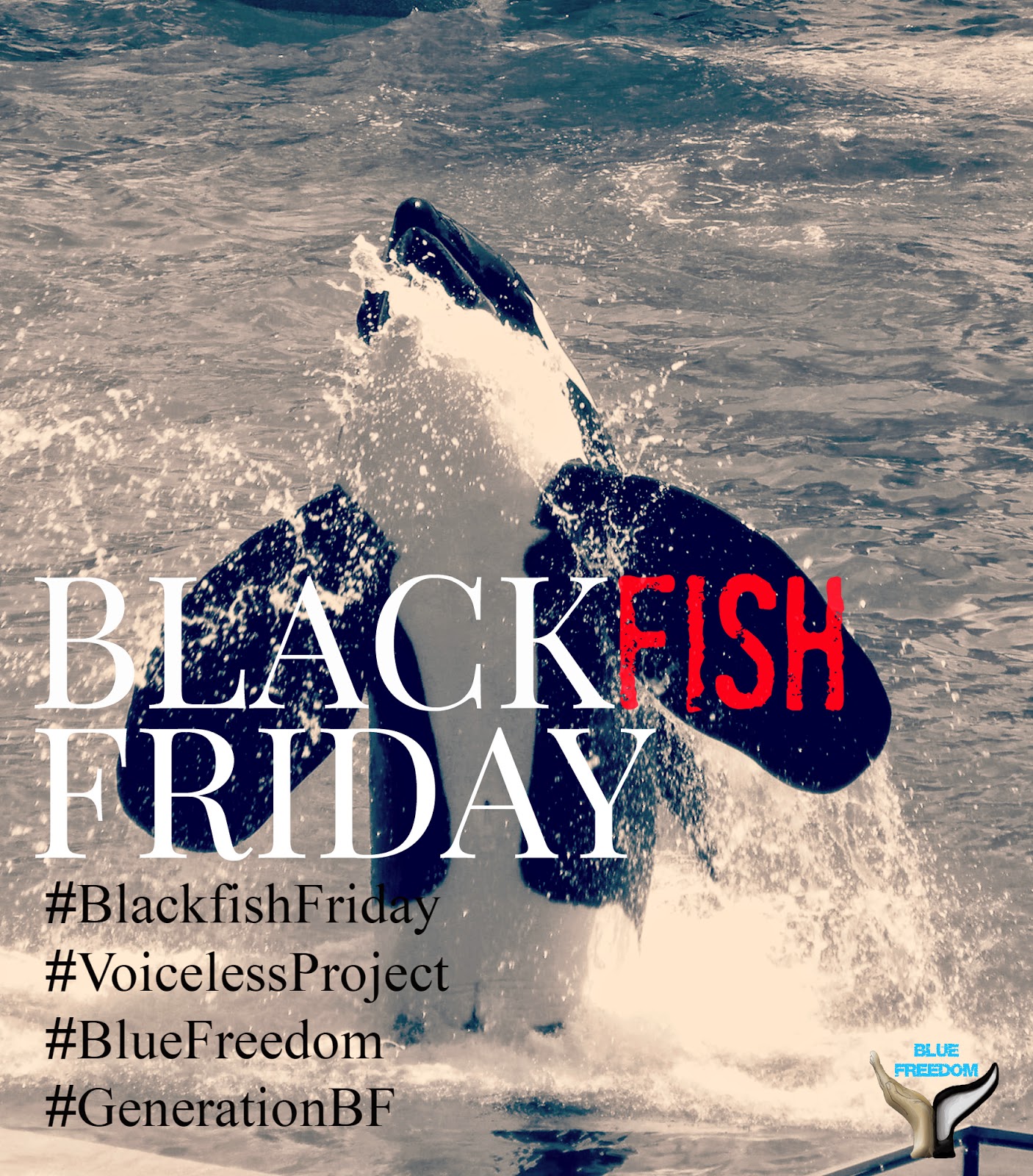 blackfish_friday_1-1